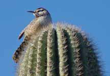 Bird on Sarureo cactus